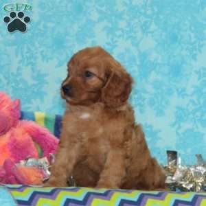Whipoorwill, Cavapoo Puppy